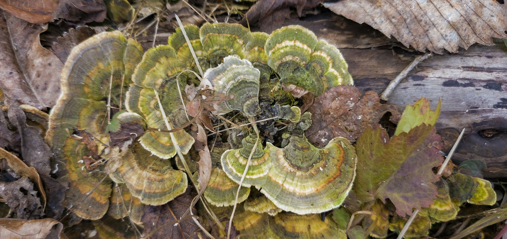 Log Bouquet
