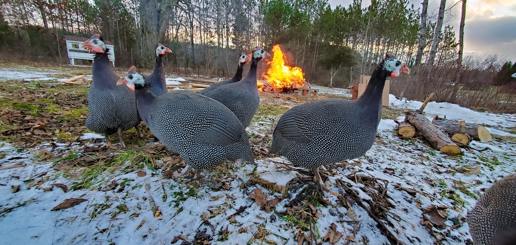 Fireside