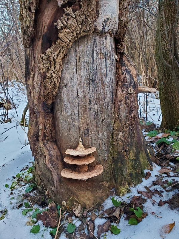The Secret Door