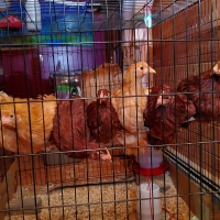 Lunch Atop a Chicken Perch