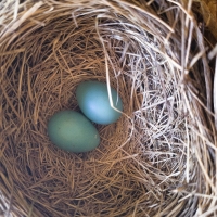 Nest Eggs