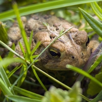 In the Weeds