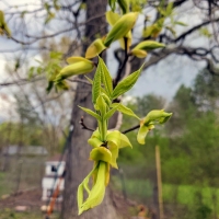 Hemlock Handshake