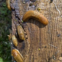 Slug Fest