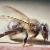 Portrait of a Worker Bee