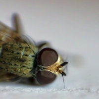 Musca Domestica