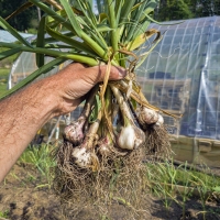 A Fistful of Garlic