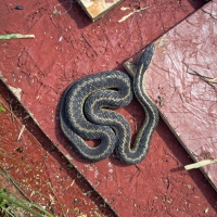 S is for Snake