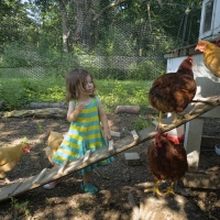 Chicken Wrangler