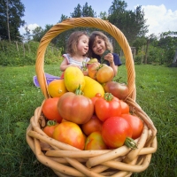 When Life Gives You Tomatoes...