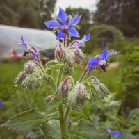 Return of the Borage