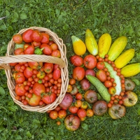 Another Day Another Harvest