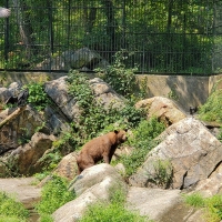 The Bear of Bear Mountain