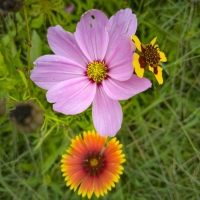 Meadow Musing