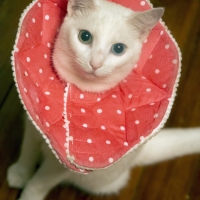 Fashion Cat