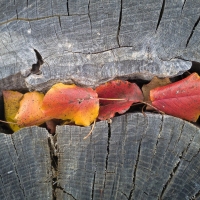 Seasonal Stump