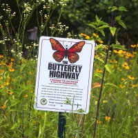 On the Butterfly Highway