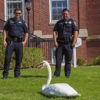 Cop Cop Swan