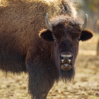 Billy Bison