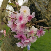 Branch Bouquet