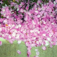 Pretty Pink Petals