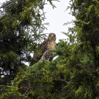 Watching the Watcher