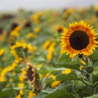 Sunflowers