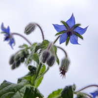 The Borage Blooms