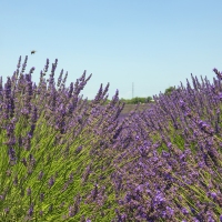 French Lavender