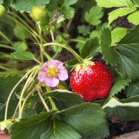 Fairy Garden Fruit