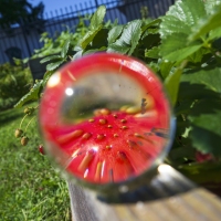 The Strawberry Portal