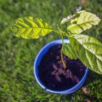 Compost Pile Avacado