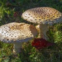 Flat Mushroom Society