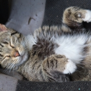 Cat Napping