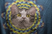 Cat Tastic