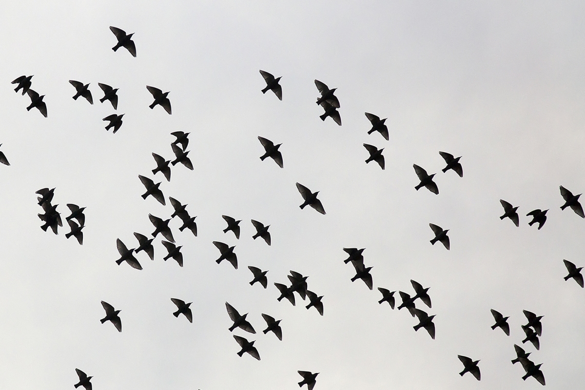 Sturnus Vulgaris