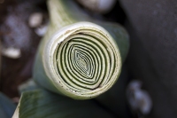 Leek