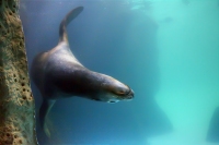 Zalophus Californianus