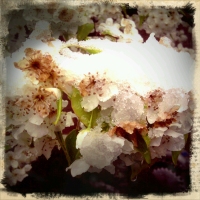 Spring Snow