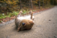 The One That Got Away