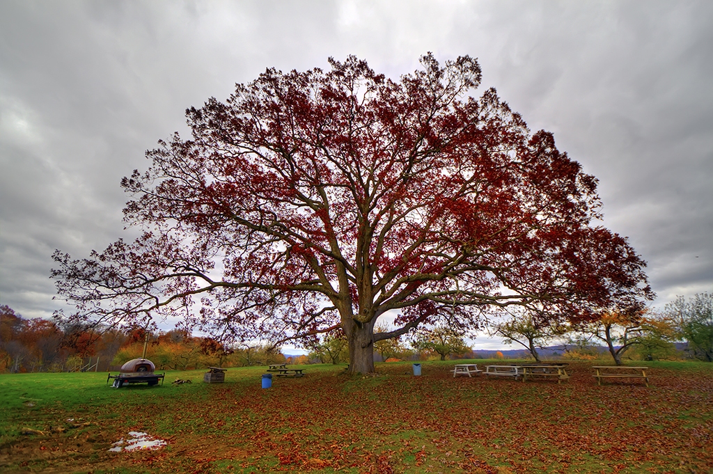 The Oak