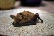 Bat Yoga