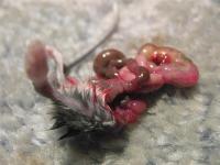 Mouse 0 Cat 1