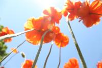 Reach for the Sky
