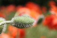 Fuzzy