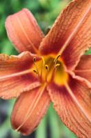 Daylily