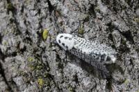 Tree Moth