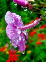Splash