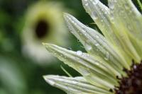 Goodbye Rainy July