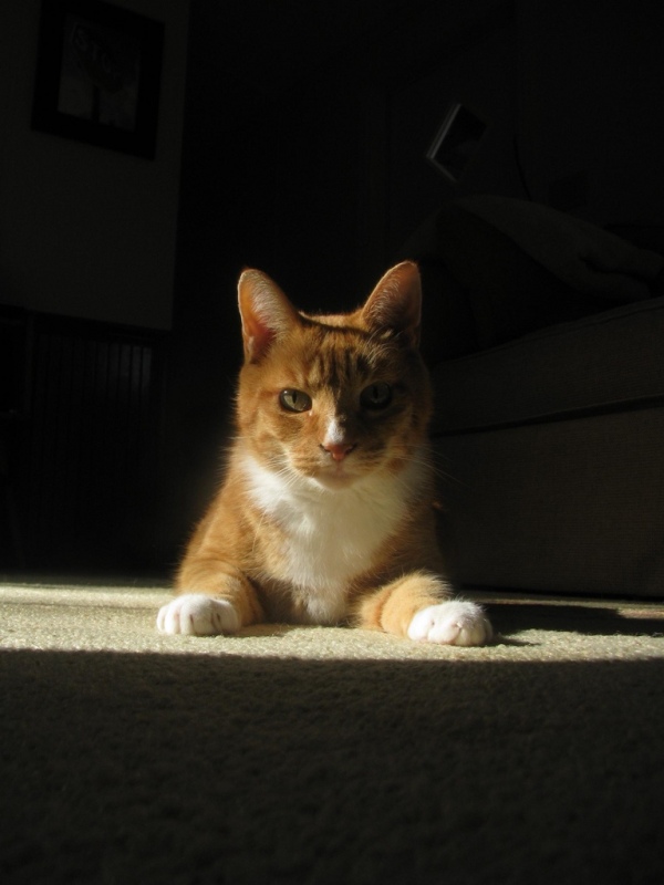 Wrangler the Cat